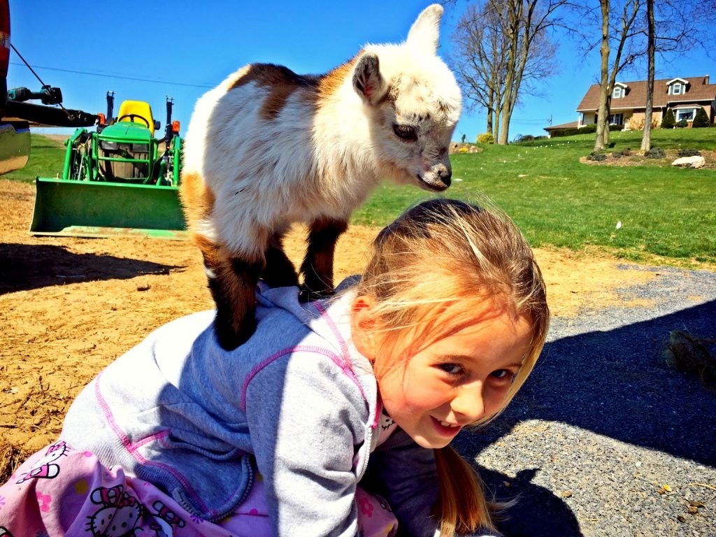 A young goat standing on a child's back on a sunny farm day.
