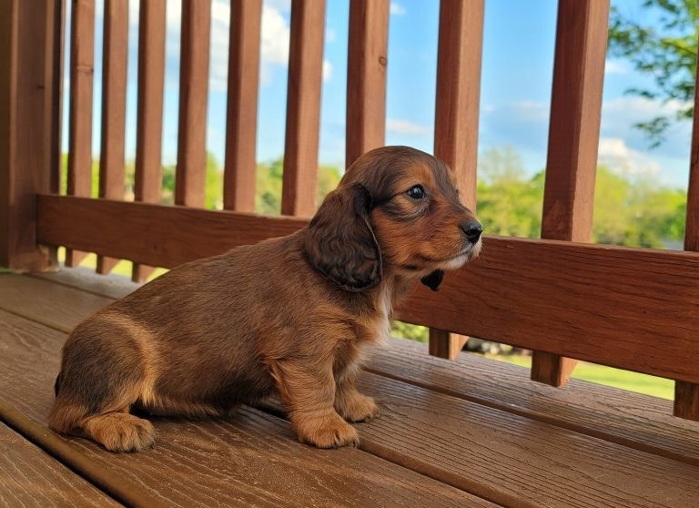A miniature dachshund puppy sitting on a wooden porch.